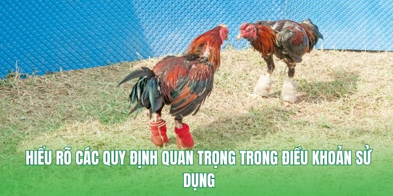 Các chính sách bảo vệ quyền sử dụng của người dùng tại U88