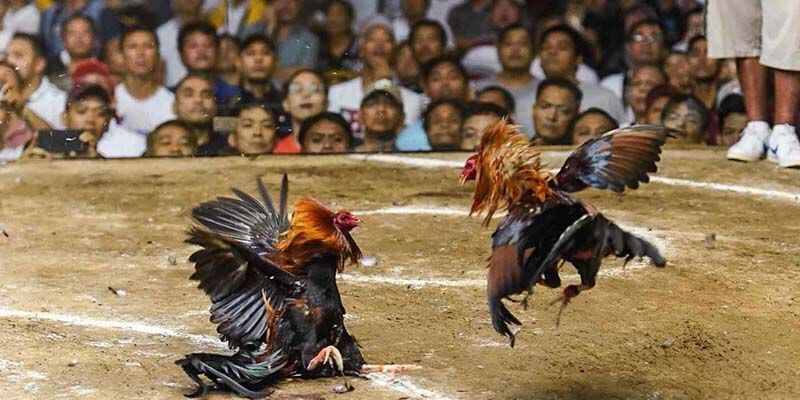 Giao diện thân thiện, dễ sử dụng của đá gà